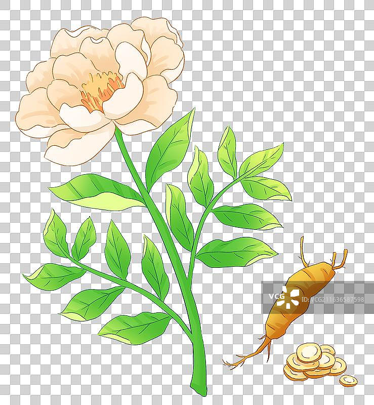 白芍中医药材元素图片素材