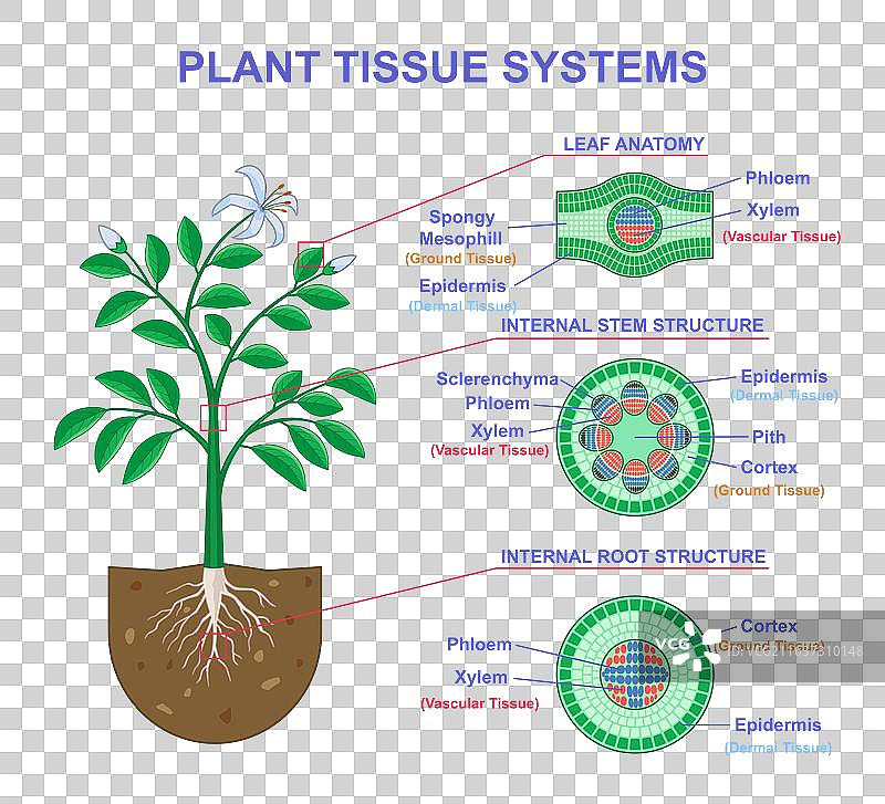 植物组织系统 生物学教育图片素材