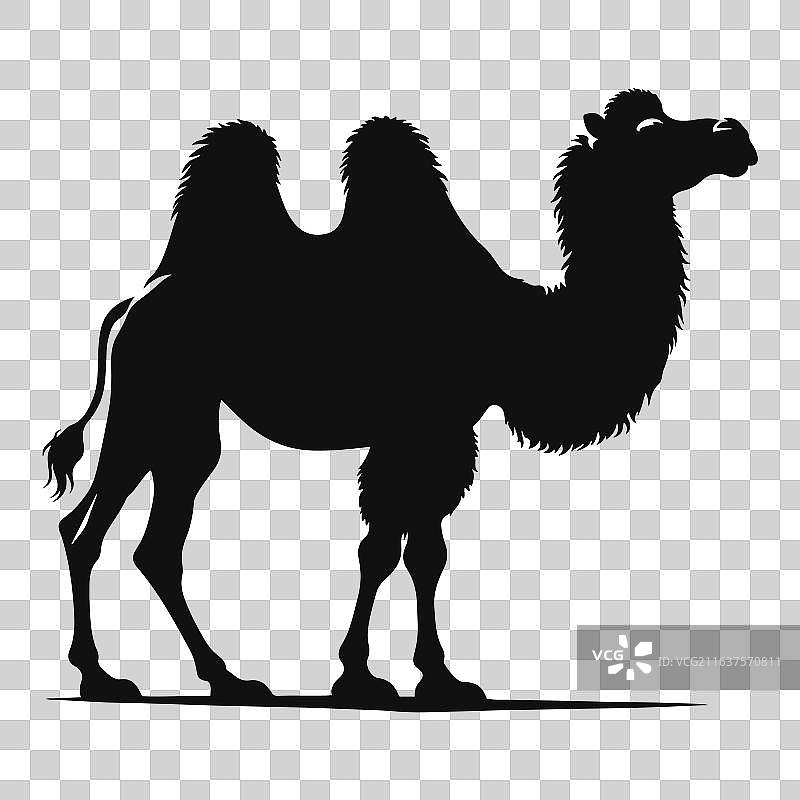 沙漠中驼峰的骆驼黑色剪影图片素材