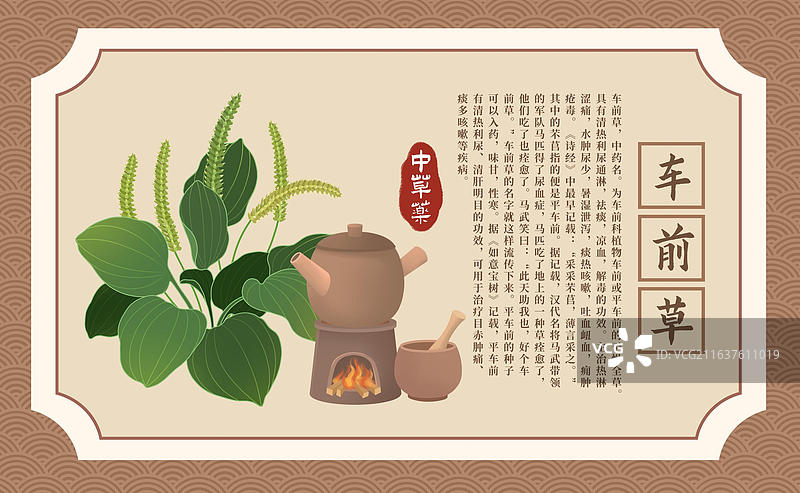 中草药车前草海报模版图片素材