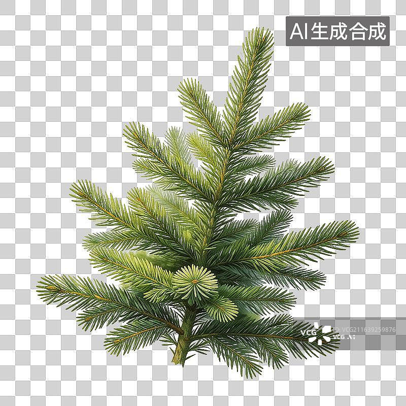 【AI数字艺术】高清冷杉树枝装饰素材图片素材