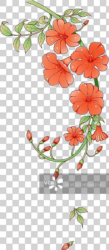 凌霄花图片素材