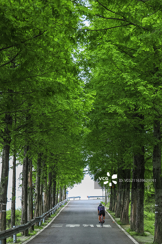 温州泽雅森林公路图片素材