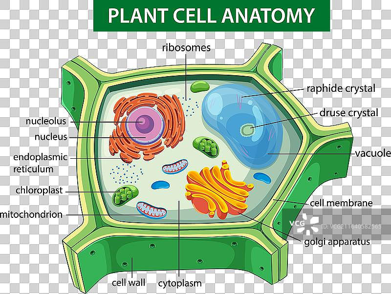 彩色植物细胞结构图（附有标签）图片素材