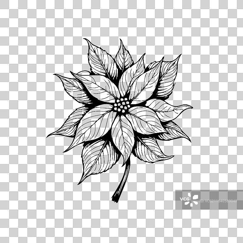 细节展示的精致一品红花朵图片素材