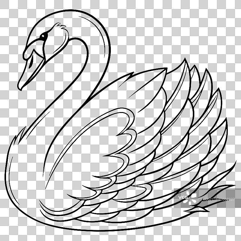 天鹅线描图片素材