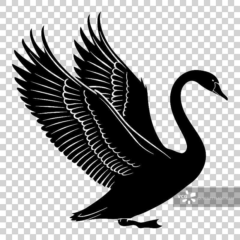 天鹅线条画图片素材