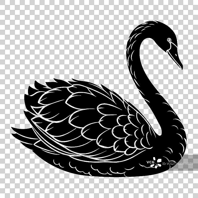 天鹅线描图片素材