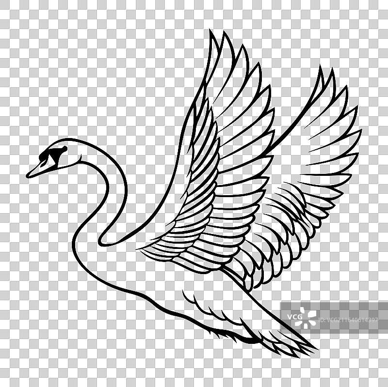 天鹅线条画图片素材