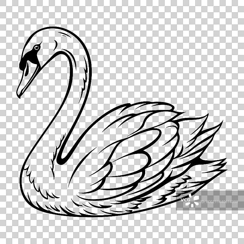 天鹅线描图片素材