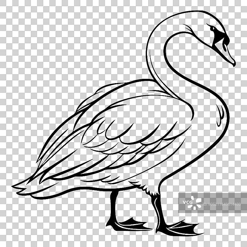 天鹅线描图片素材