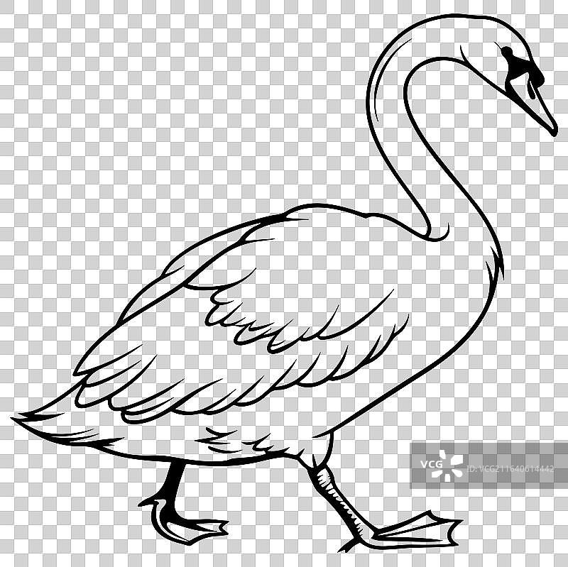 天鹅线描图片素材