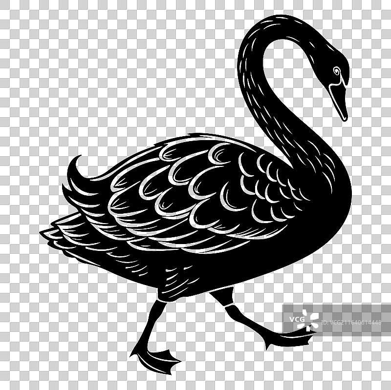 天鹅线画图片素材