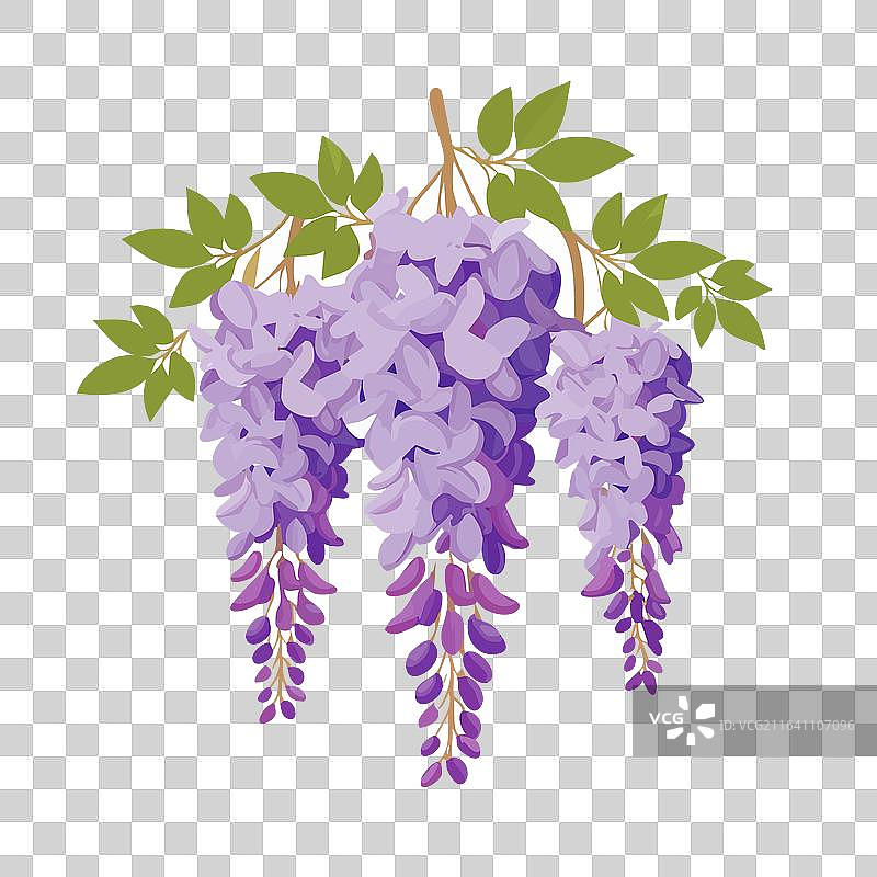 在白色背景上，鲜艳的紫色紫藤花簇图片素材