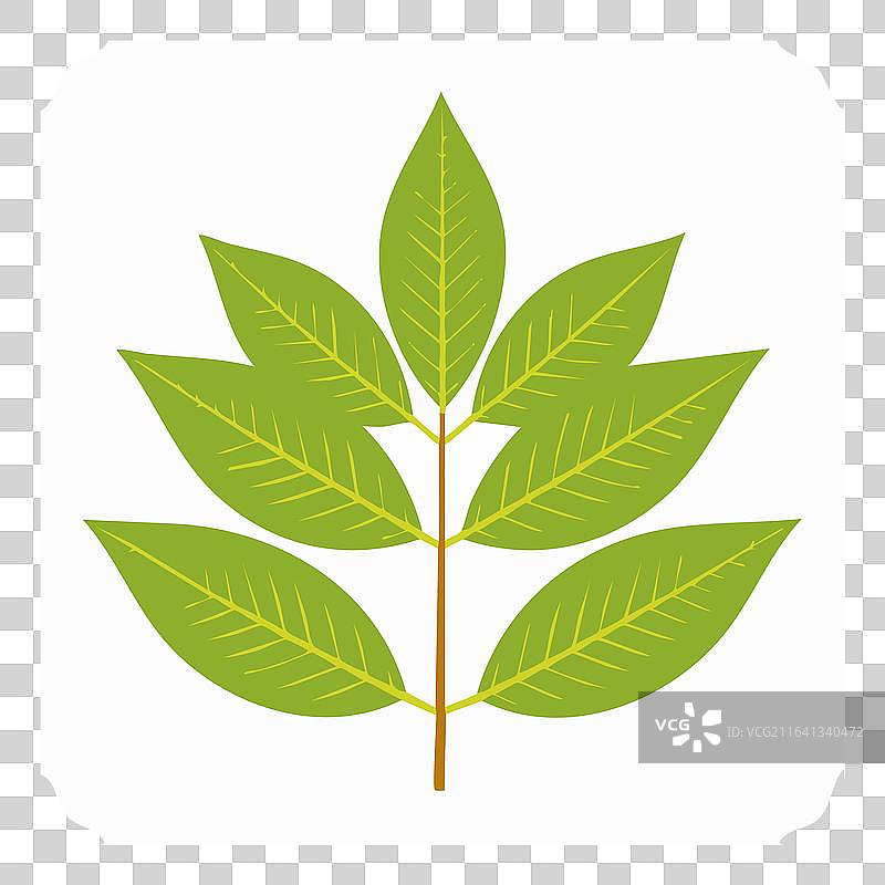 白色背景上生机勃勃的羽状复叶图片素材