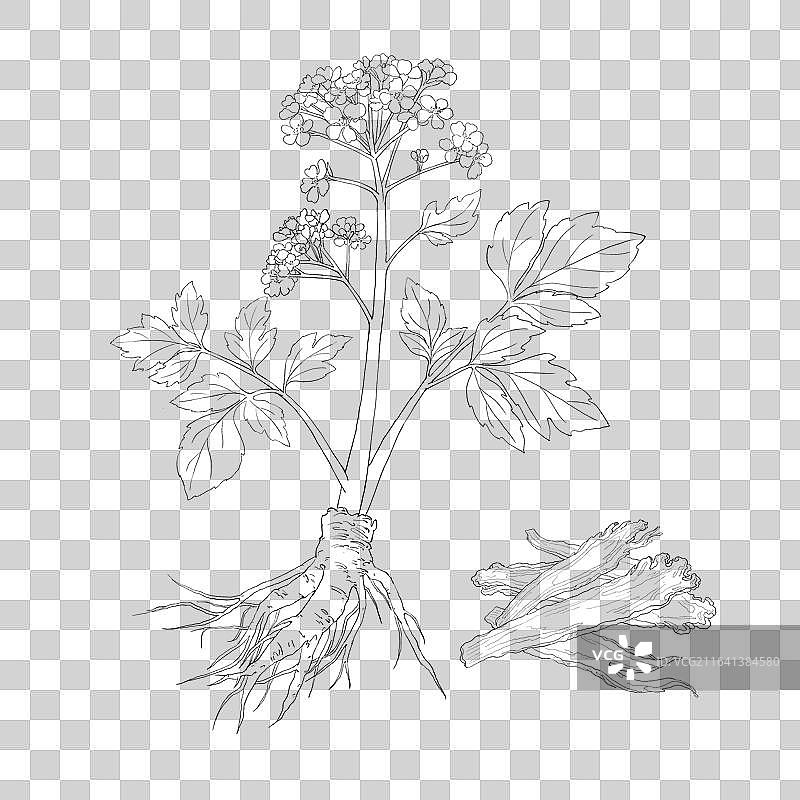 手绘本草纲目中草药图片素材