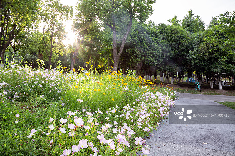 南京鱼嘴湿地公园：林下金鸡菊与月见草的夏日花海图片素材