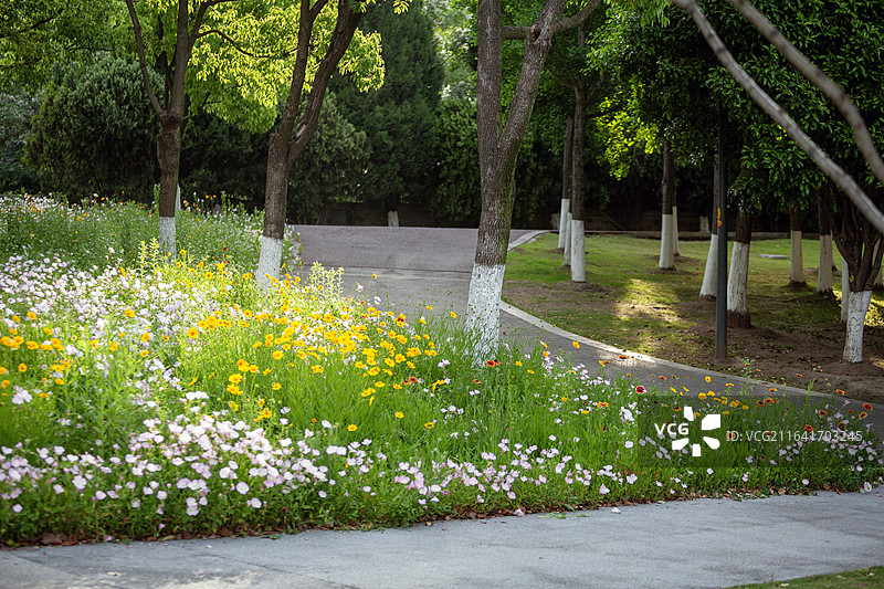 南京鱼嘴湿地公园：林下金鸡菊与月见草的夏日花海图片素材