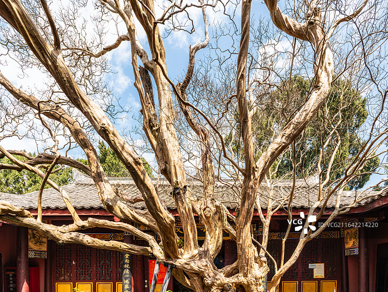四川广元剑门关梁山寺千年紫薇树图片素材
