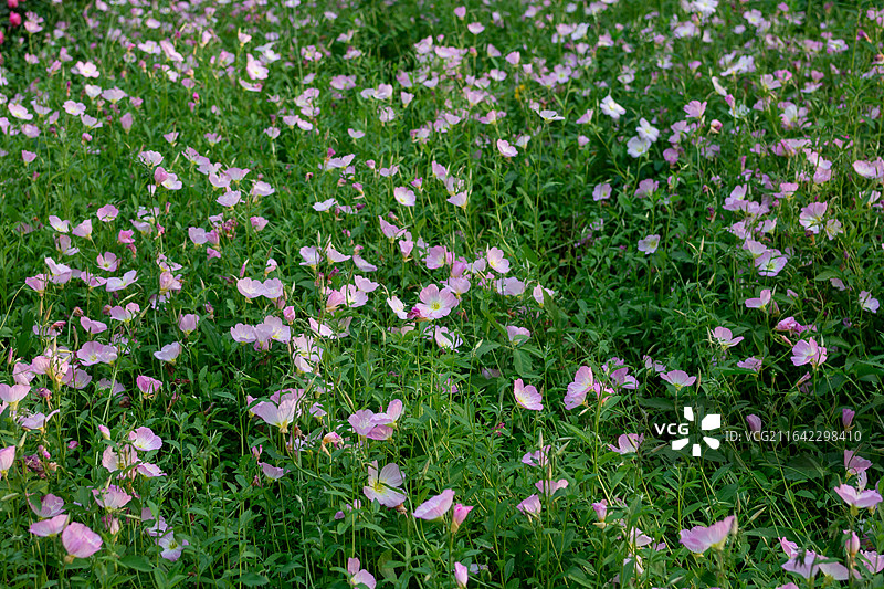 月见草 花 特写图片素材