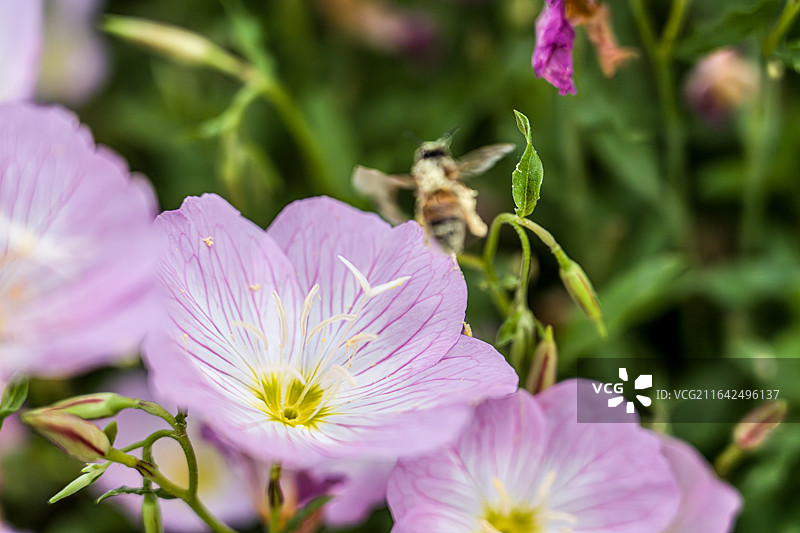 夏日阳光下悬停采蜜的蜜蜂与粉花月见草图片素材