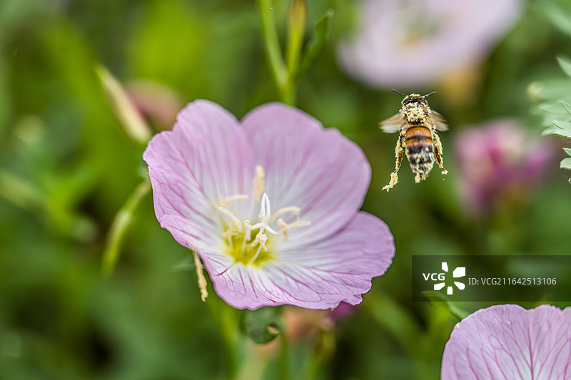 夏日阳光下悬停采蜜的蜜蜂与粉花月见草图片素材