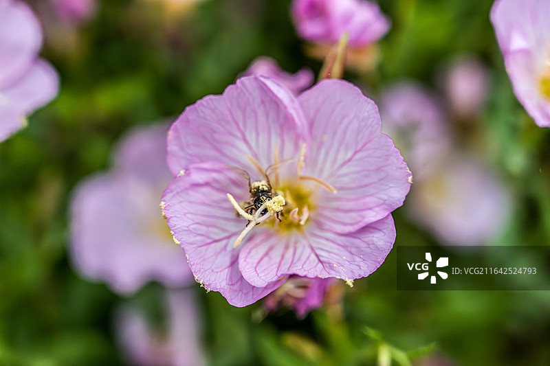 夏日阳光下悬停采蜜的蜜蜂与粉花月见草图片素材