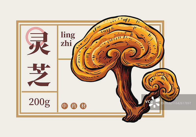中药材灵芝 切片海报科普介绍包装横版插画模板图片素材