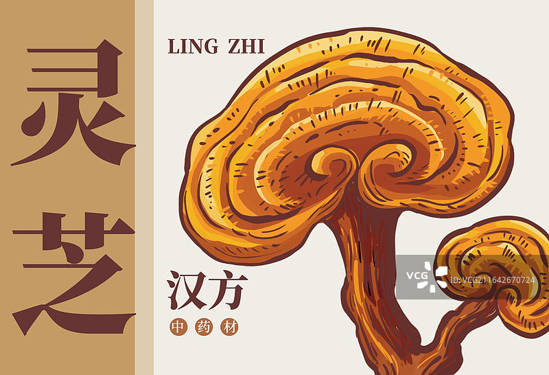 灵芝 中药材 中国风复古古典质感线条简洁高级包装插画横版模板图片素材