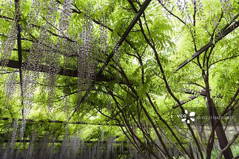 紫藤花开 紫藤花廊浪漫风景 北京玉渊潭公园 春日美景图片素材