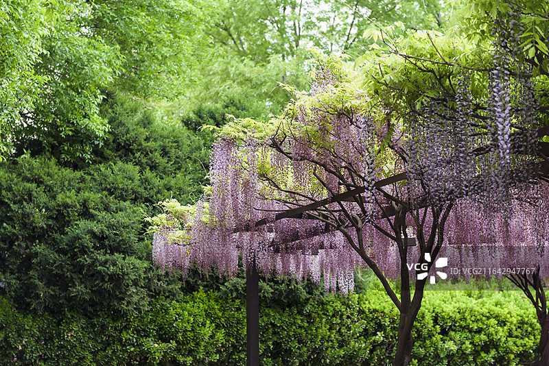 紫藤花开 紫藤花廊浪漫风景 北京玉渊潭公园 春日美景图片素材