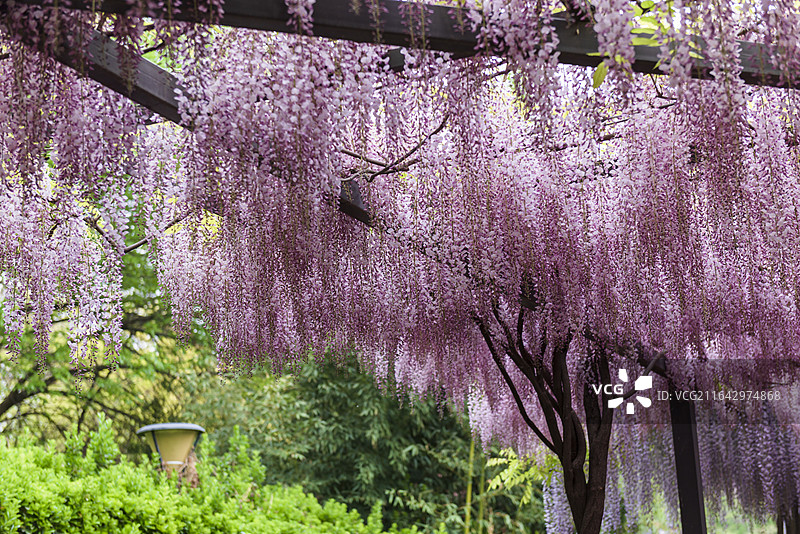 紫藤花开 紫藤花廊浪漫风景 北京玉渊潭公园 春日美景图片素材