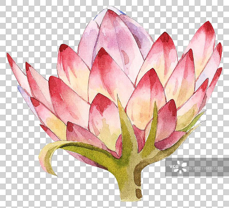 手绘水彩花朵/麦秆菊/蜡菊图片素材