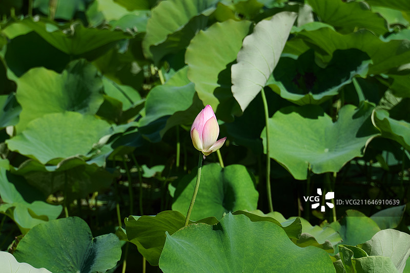 江村图片素材