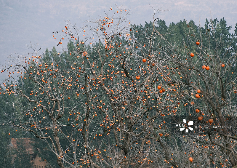 林州东姚镇山区秋天柿子红满枝头图片素材