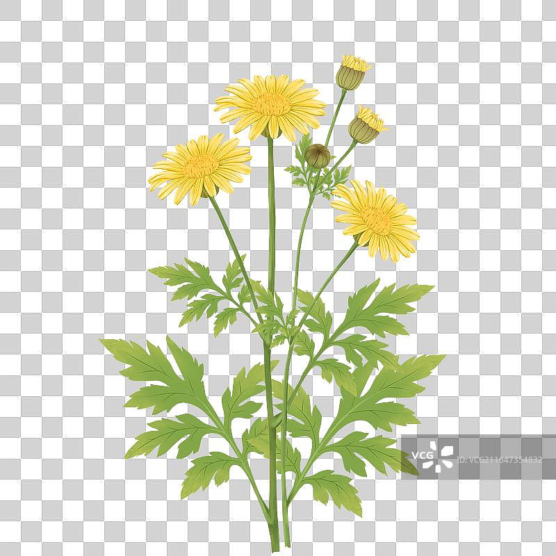 中草药插画本草纲目之野菊花图片素材