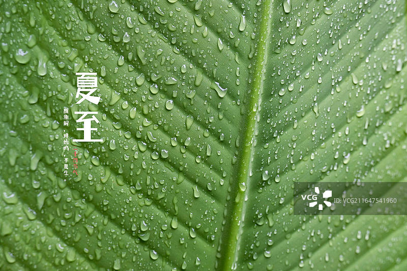 夏至 唯美 清凉 雨打芭蕉 海报模板图片素材
