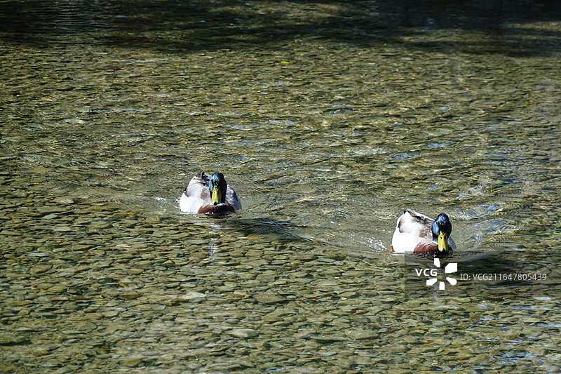 科茨沃尔德的水上伯顿 Bourton-on-the-water图片素材