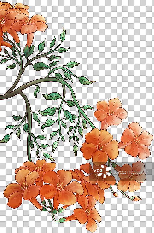 凌霄花越热越烂漫透明底插画素材图片素材