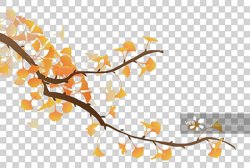二十四节气 金色的银杏叶插画图片素材