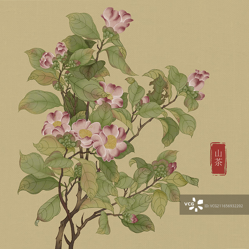 山茶花图片素材
