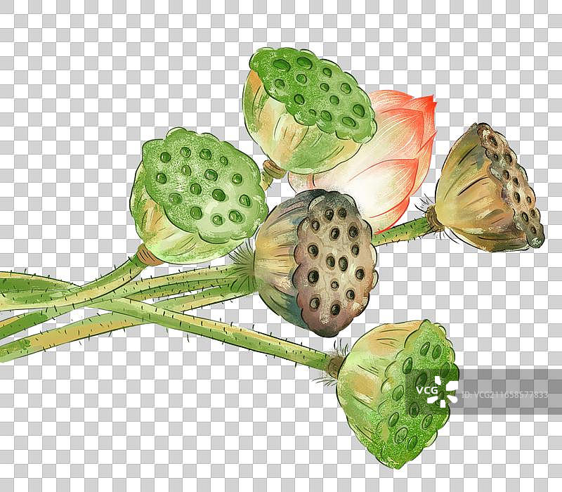 绿色莲蓬和荷花元素图片素材