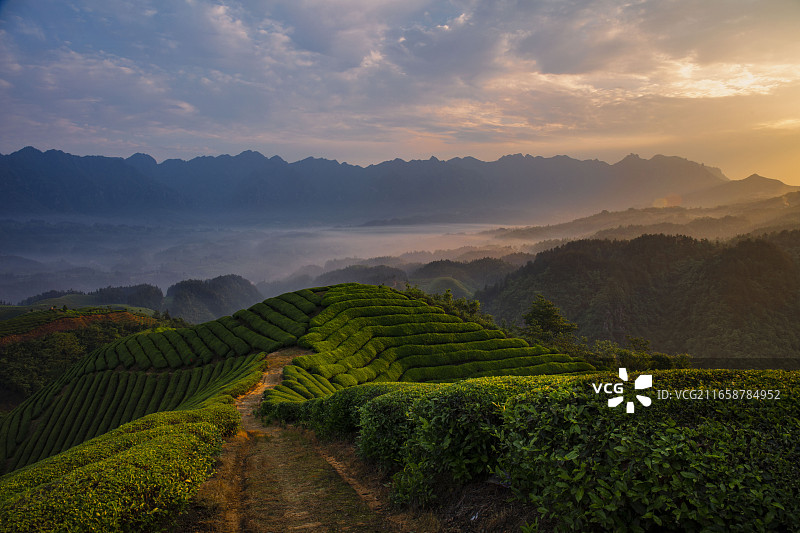 木耳茶山的清晨图片素材