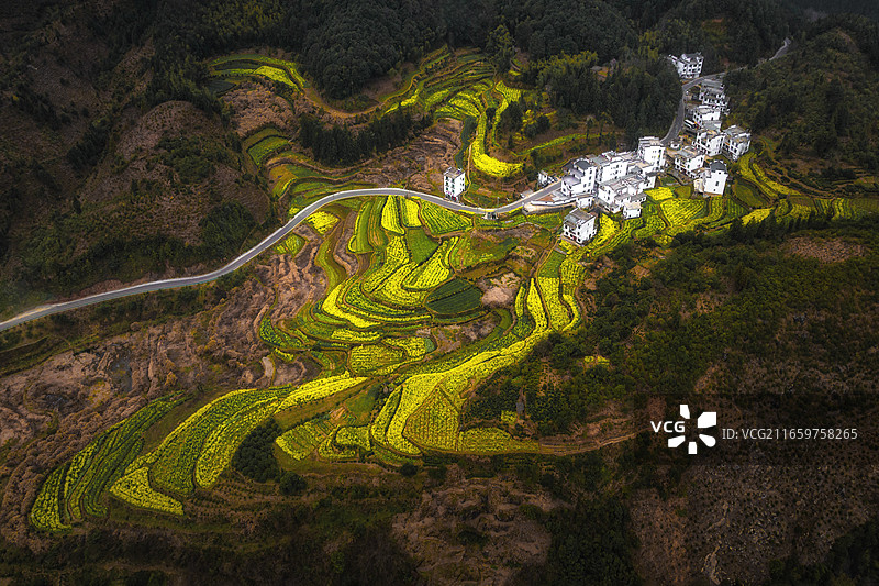 江铃油菜花图片素材