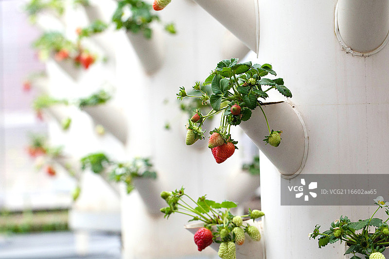 温室大棚中成熟的草莓图片素材