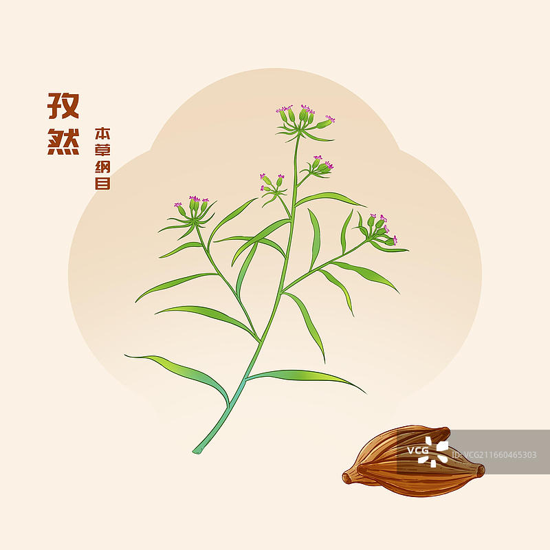 中草药孜然插画图片素材