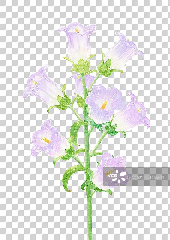 风铃草图片素材
