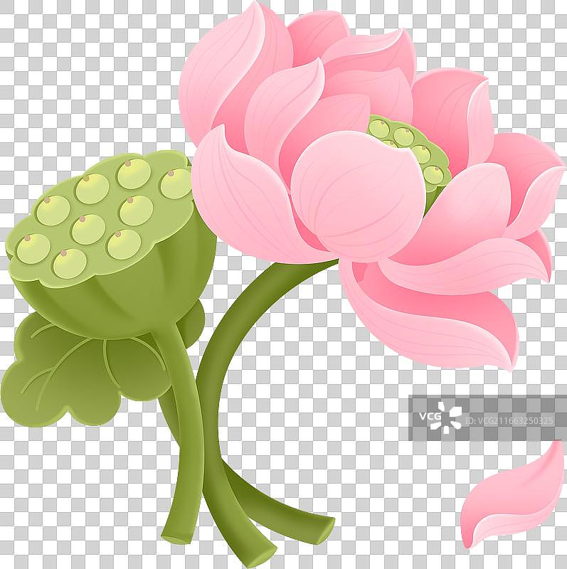 一朵盛开的荷花莲花和莲蓬元素插画图片素材