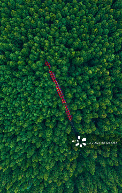 森林中的公路鸟瞰图片素材