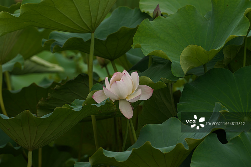 夏日荷花，出淤泥而不染，清新淡雅中国风背景，花卉特写图片素材